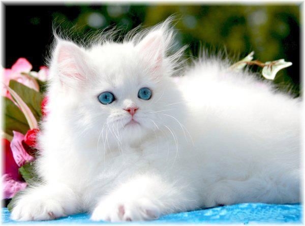 تفسير حلم قطة بيضاء في المنام مجلة المتكتك