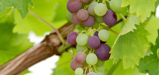 تفسير حلم ورق العنب